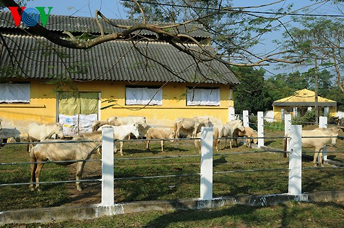 A tour of the biggest horse farm in the north - ảnh 4